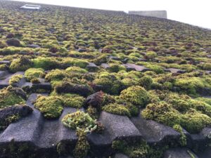 Roof moss